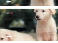 Solid White Alman çoban köpeği yavrular