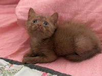 Cinnamon British Shorthair