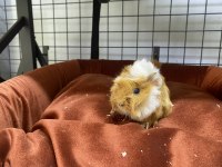 Yavru ginepig