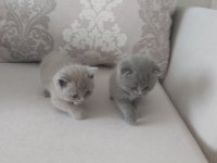 2 haftalık british longhair yavru