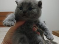 Sevimli british shorthair patiler