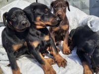 İri yapılı doberman yavruları