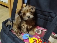 Maltipoo Erkek