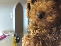 3.5 aylık poodle sahiplendirme