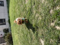 4 aylık dişi toy poodle