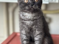 3 aylık erkek british shorthair