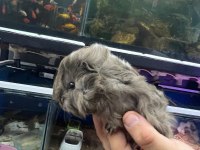 PrehistoricPets garantisi ile guinea pig