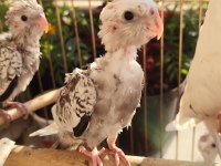 Bebek sultan papağanlar uçmaya hazır