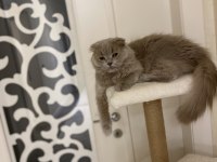Ücretsiz kedimiz scottish fold