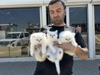 Kediciden Mükemmel Irk Yavru Kedilerimiz Ankara