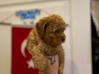 TOY POODLE BEBEĞİMİZ