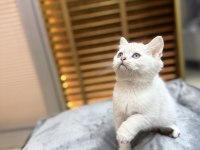 Britsh shorthair yavrular iki aylık