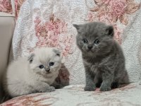 İki british shorthair yavrumuz yeni yuvasını arıyor