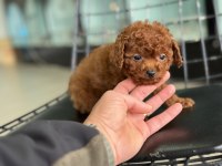 Show kalite tea cup kore toy poodle ziyarete açık
