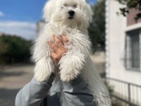 9 AYLIK ERKEK 0 NUMARA TERRİER MALTESE