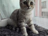 British shorthair yavru