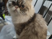 Exotic longhair kızıma eş arıyorum