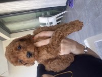 Toy poodle bebekler