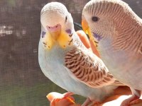 ÖĞRETMENDEN EVDE BESLENEN TEMİZ VE BAKIMLI MUHABBET KUŞLARI