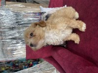 YAVRU MALTİPOO BEBEKLERİME YUVA ARIYORUM