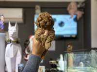 Poodle Prensesler