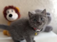British Shorthair Gri Yavru