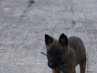 Mükemmel kan hattı ırk garantili şecereli malinois yavrular