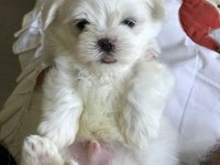 Maltese 2 aylık erkek yavrum