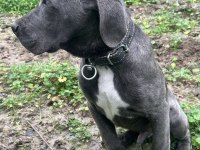 Has cane corso erkek yavru