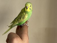 Bebek Muhabbet Kuşu Yeni Yeme Düşmüş