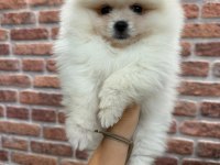 Pomeranian boo teacup dişi