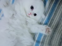British longhair erkek