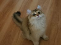 Golden british longhair bebeğimiz