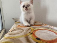 BAKMADAN GEÇMEYİN YAVRU KEDİLERE