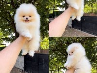 Pomeranian boo yavrular