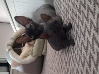 Die besten sphynx der welt