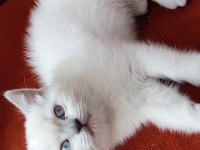 Son Blue Point British Shorthair Prensi
