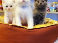 Yavrular telsim hazır kalite sağlıklı british shorthair