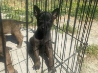 Koyu Maskeli A Kalite Malinois Yavrular