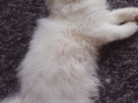 SAFKAN BEYAZ MAVİ GÖZLÜ İRAN KEDİSİ