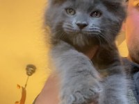 Xxxl 2 Erkek Yavru Maine Coon