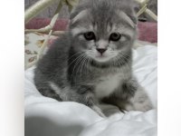 Erkek scottish fold
