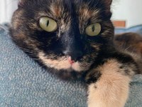 Tortoise shell İyi huylu kedimize bir yuva
