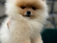 Yasal Çiftlikte Ziyarete Açık Pomeranian Boo