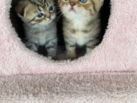 Safkan scottish fold doll face yavrularimiz