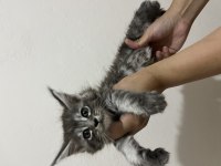 Scr li ve üretim izinli dev main coon bebekler