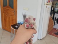 DÜNYALAR GÜZELİ KALİTELİ FRENCH BULLDOG YAVRULARIMIZ
