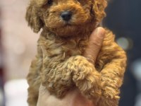 MÜKEMMEL BEBEK YÜZLÜ TOY POODLE BEBEKLERİMİZ