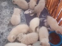 Minik british shorthair kuzucuklarım