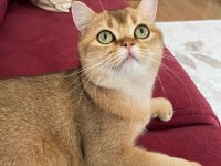 British shorthair golden